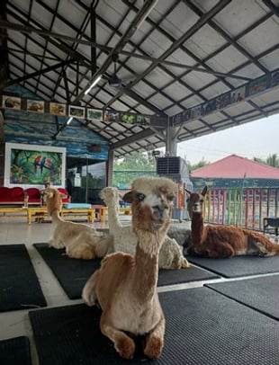 Desaru Fruit Farm Indoor Petting Corner experience image 3