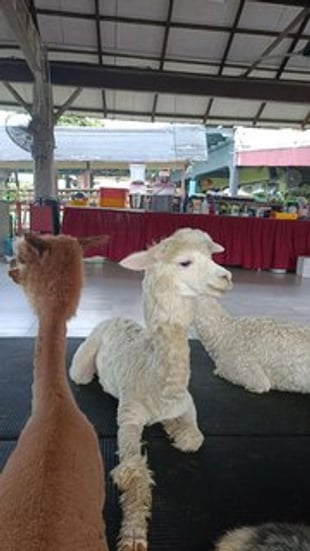 Desaru Fruit Farm Indoor Petting Corner
