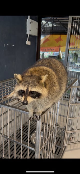 Desaru Fruit Farm Indoor Petting Corner