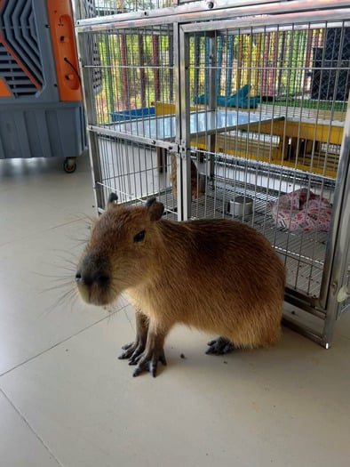 Desaru Fruit Farm Indoor Petting Corner