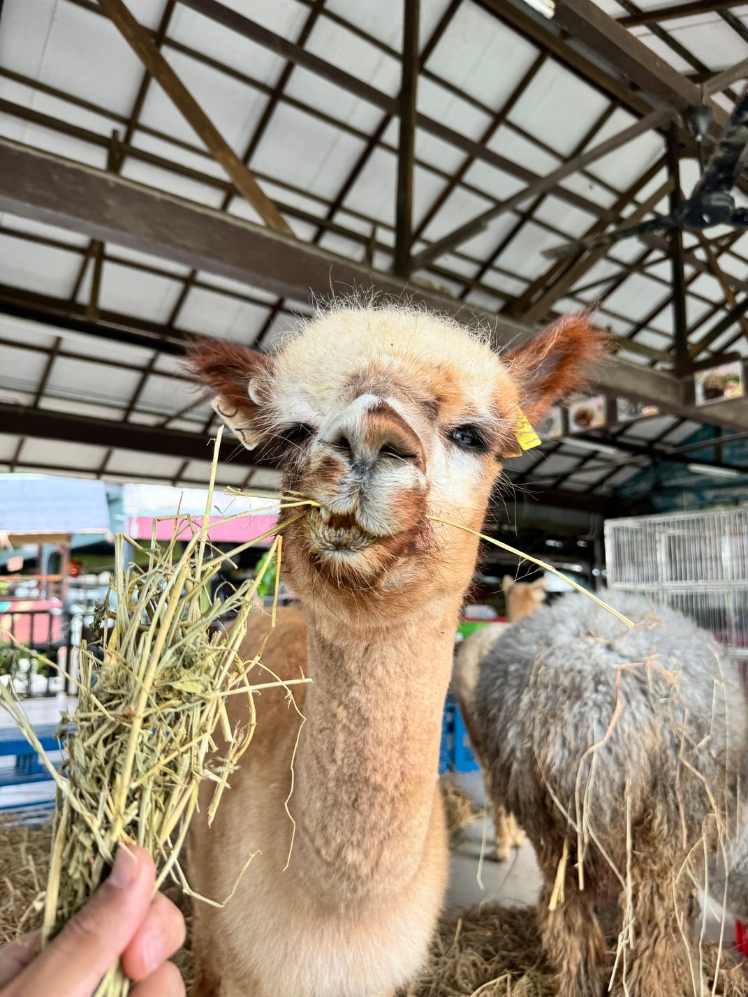 Desaru Fruit Farm Indoor Petting Corner
