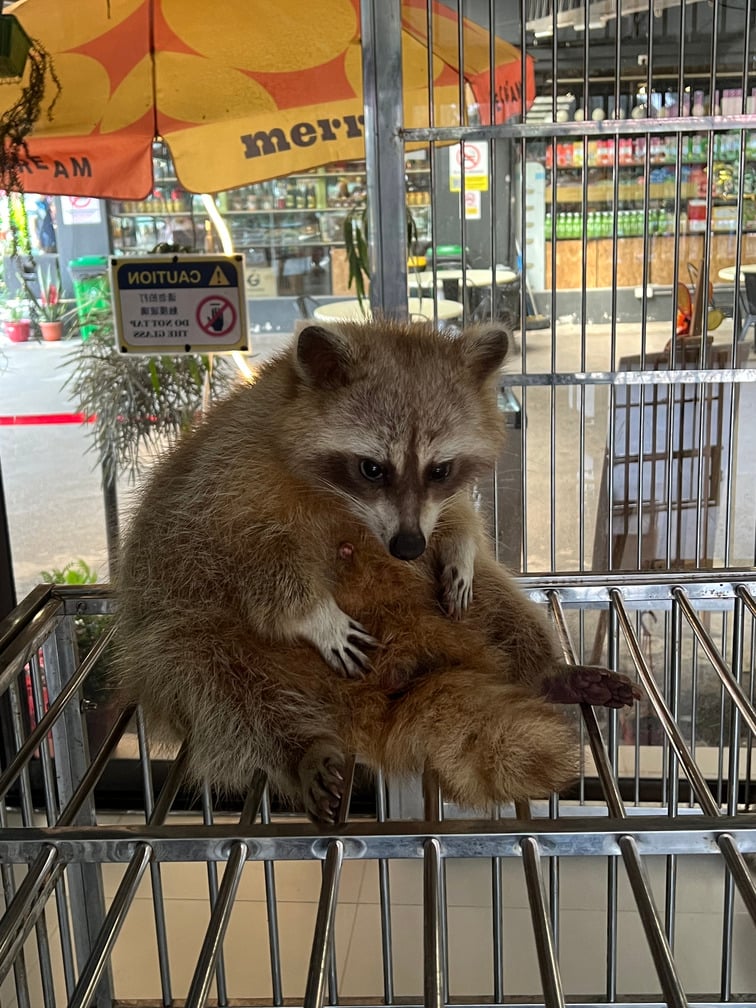 Desaru Fruit Farm Indoor Petting Corner