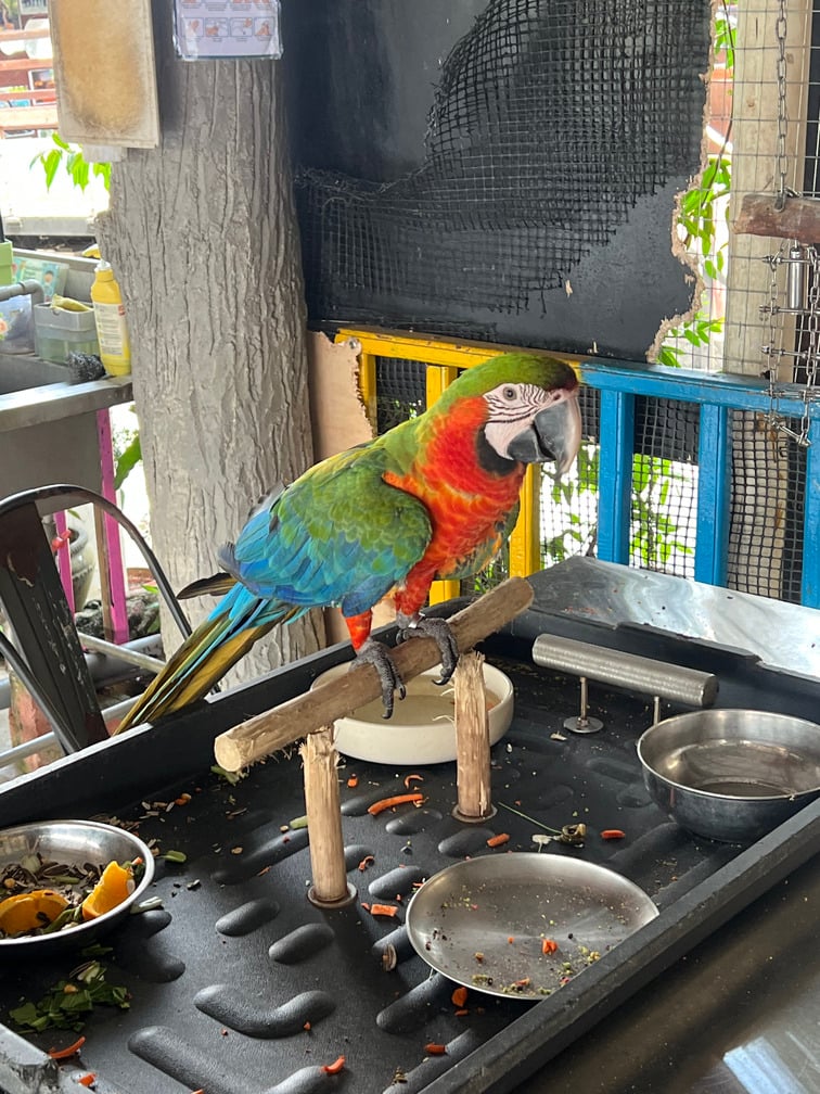 Desaru Fruit Farm Indoor Petting Corner