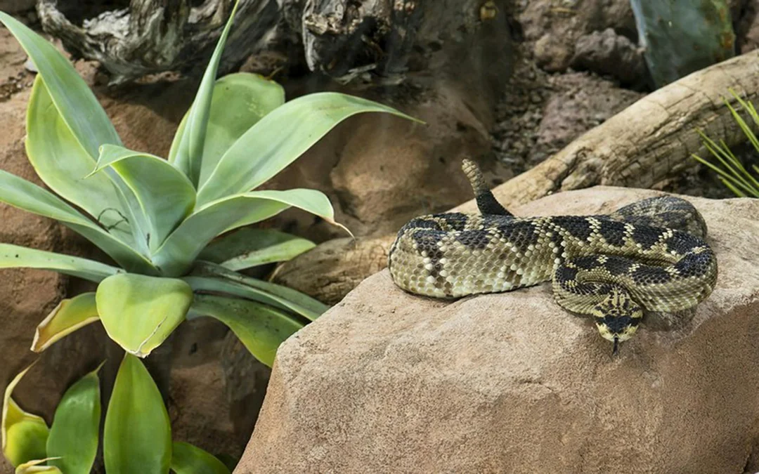 Desert House Skip-the-Line Ticket at Schönbrunn Zoo Image 3