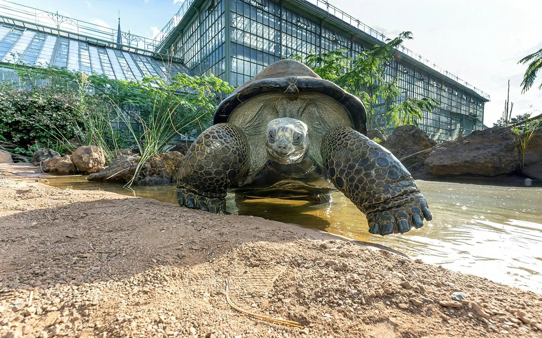 Desert House Skip-the-Line Ticket at Schönbrunn Zoo Image 4