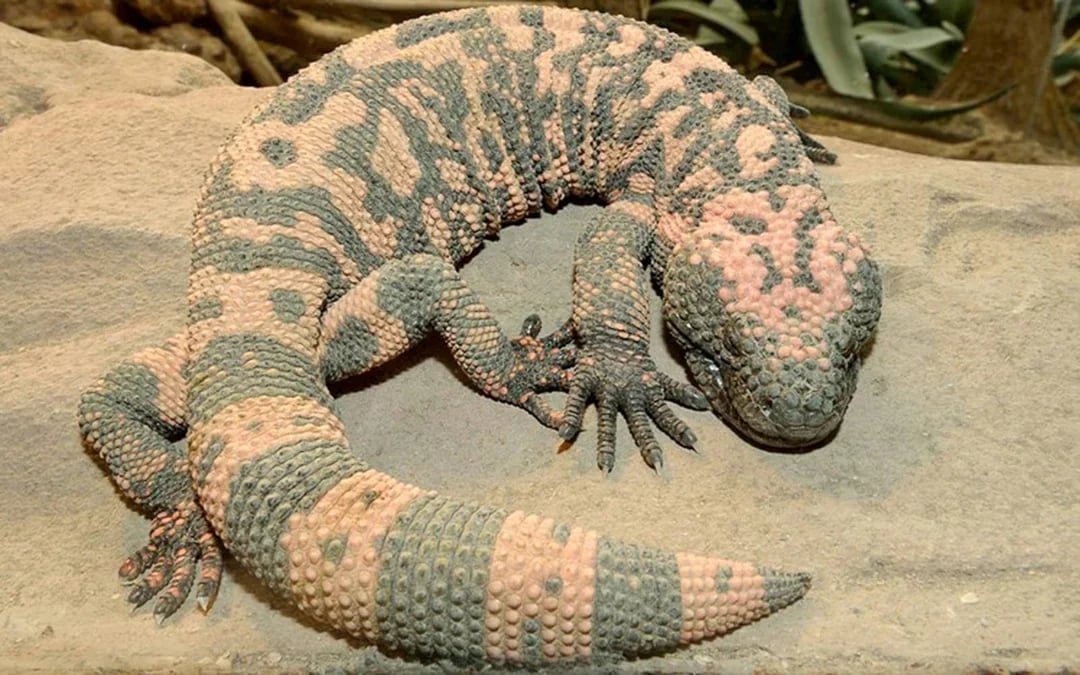Desert House Skip-the-Line Ticket at Schönbrunn Zoo Image 8