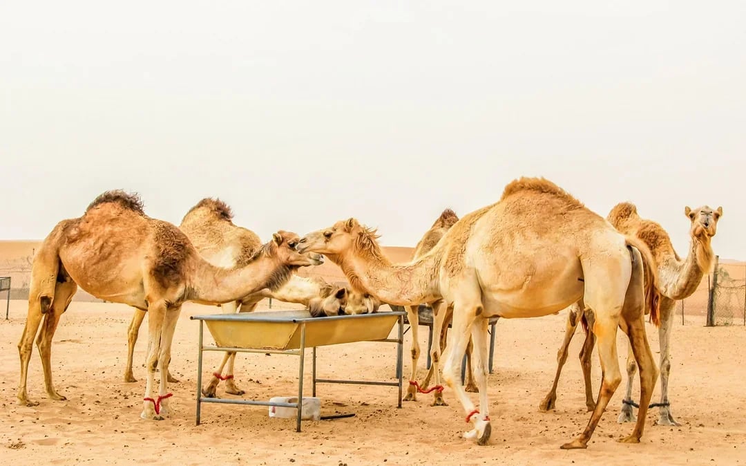 Desert Wonder: Evening Safari, Camel Farm Visit & BBQ Dinner Image 2
