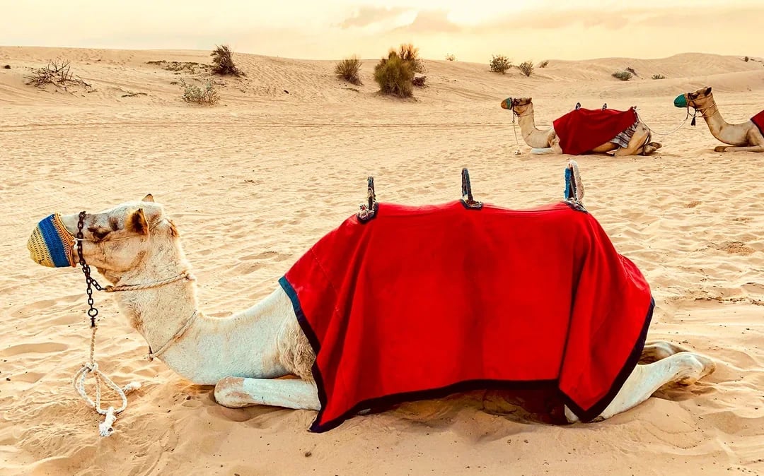 Desert Wonder: Evening Safari, Camel Farm Visit & BBQ Dinner Image 10