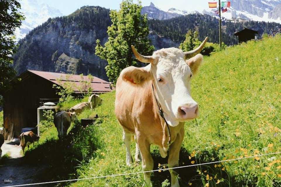 Discover Interlaken's most photogenic spots with a local