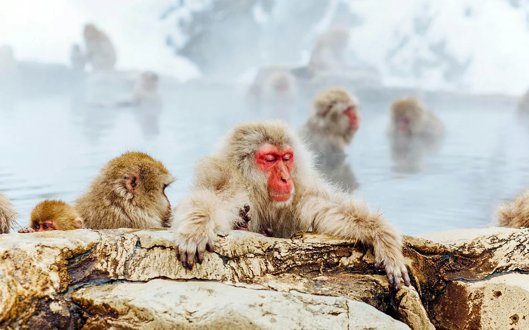 Discover Nagano: Zenko-ji, Sake Brewery & Snow Monkey Park Guided Tour Image 4