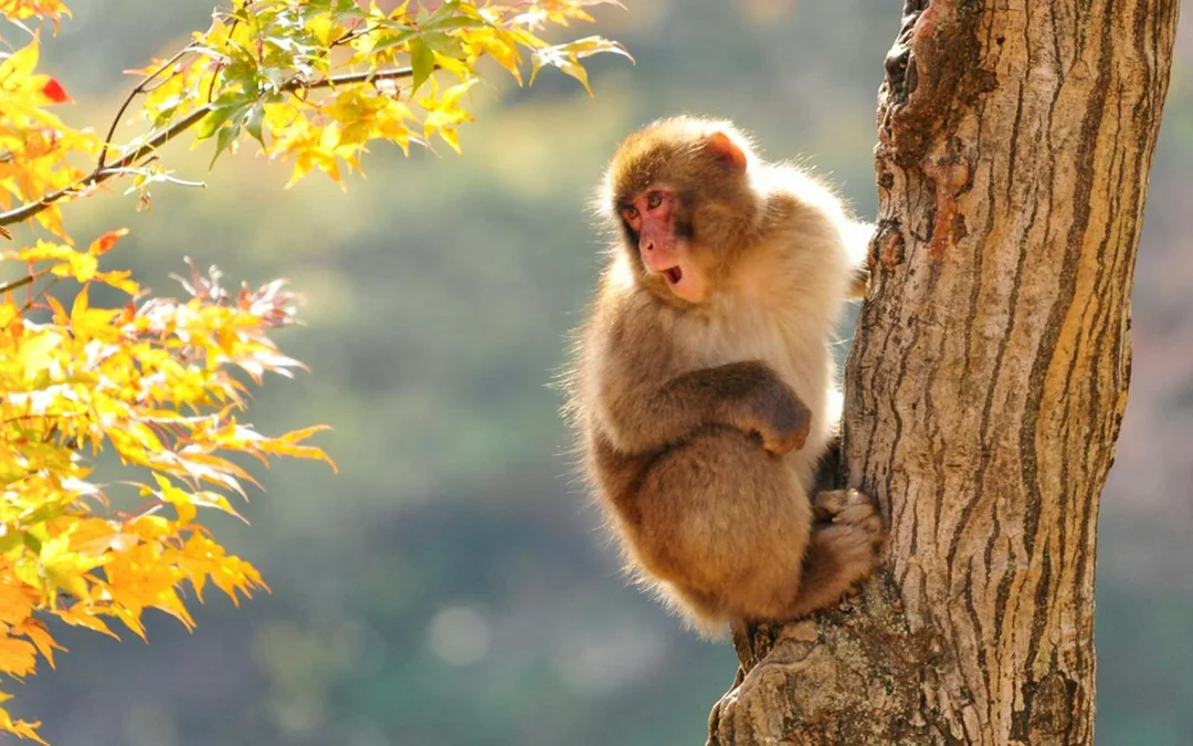Discover Nagano: Zenko-ji, Sake Brewery & Snow Monkey Park Guided Tour Image 10