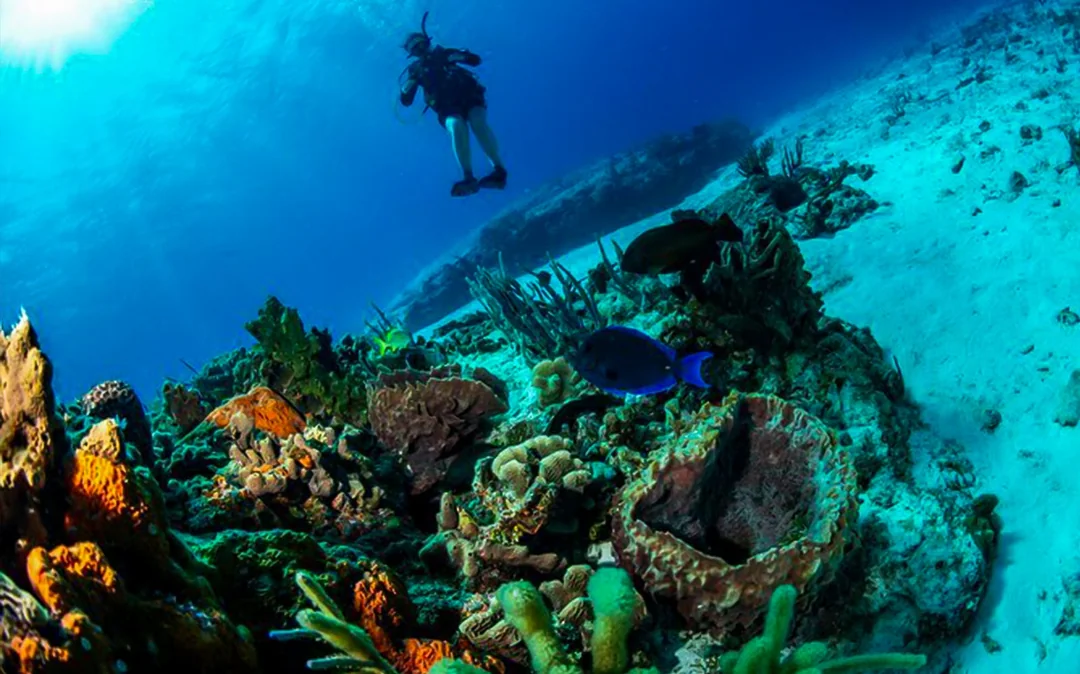 Discover Scuba Diving Dubai Image 4