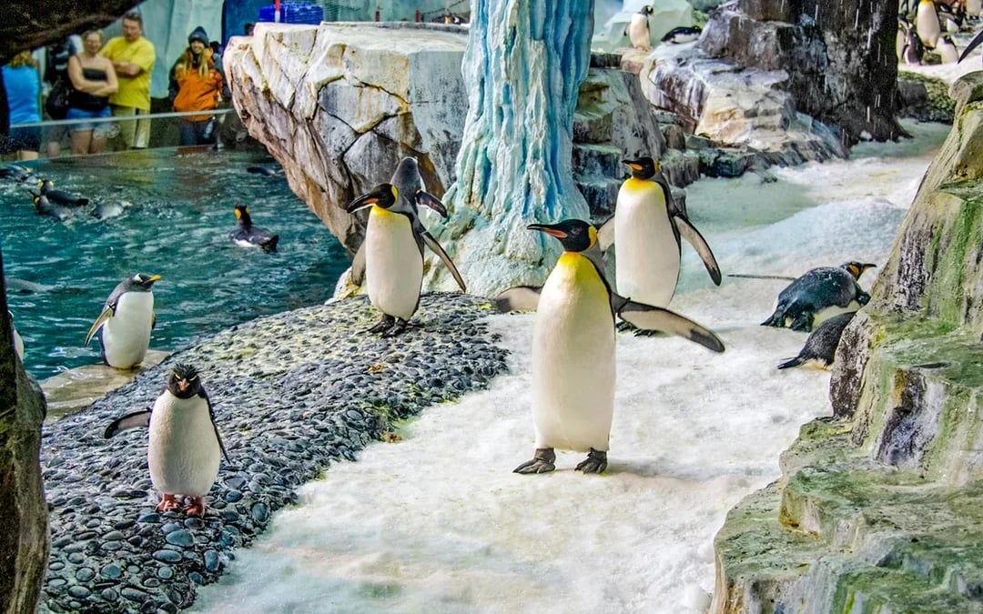 Discovery Cove Day Resort Tickets Image 6