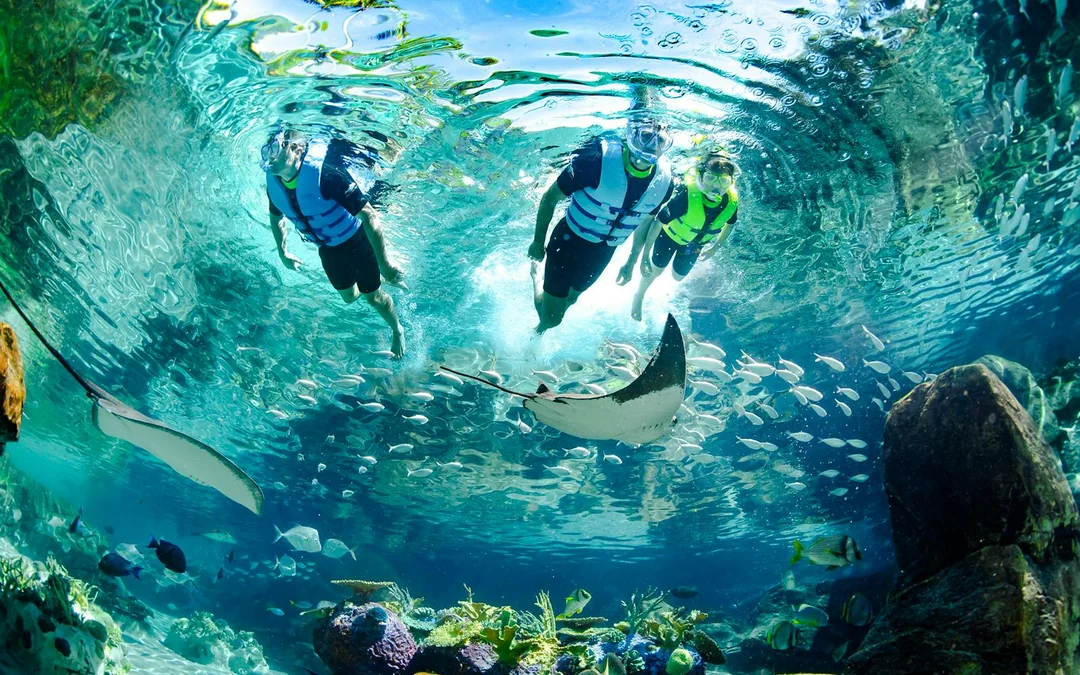 Discovery Cove Dolphin Swim Tickets Image 2