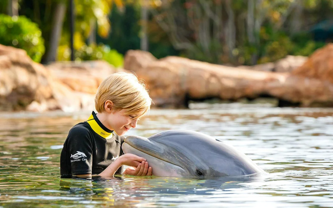 Discovery Cove Dolphin Swim Tickets Image 3