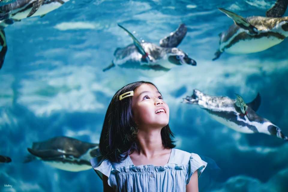 DMM Kariyushi Aquarium Ticket in Okinawa, Japan
