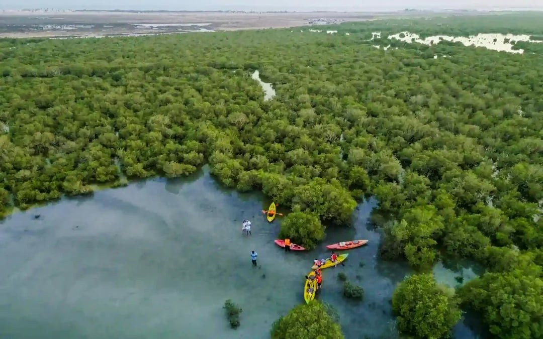 Doha Al Thakhira Mangroves Guided Kayaking Tour Image 2