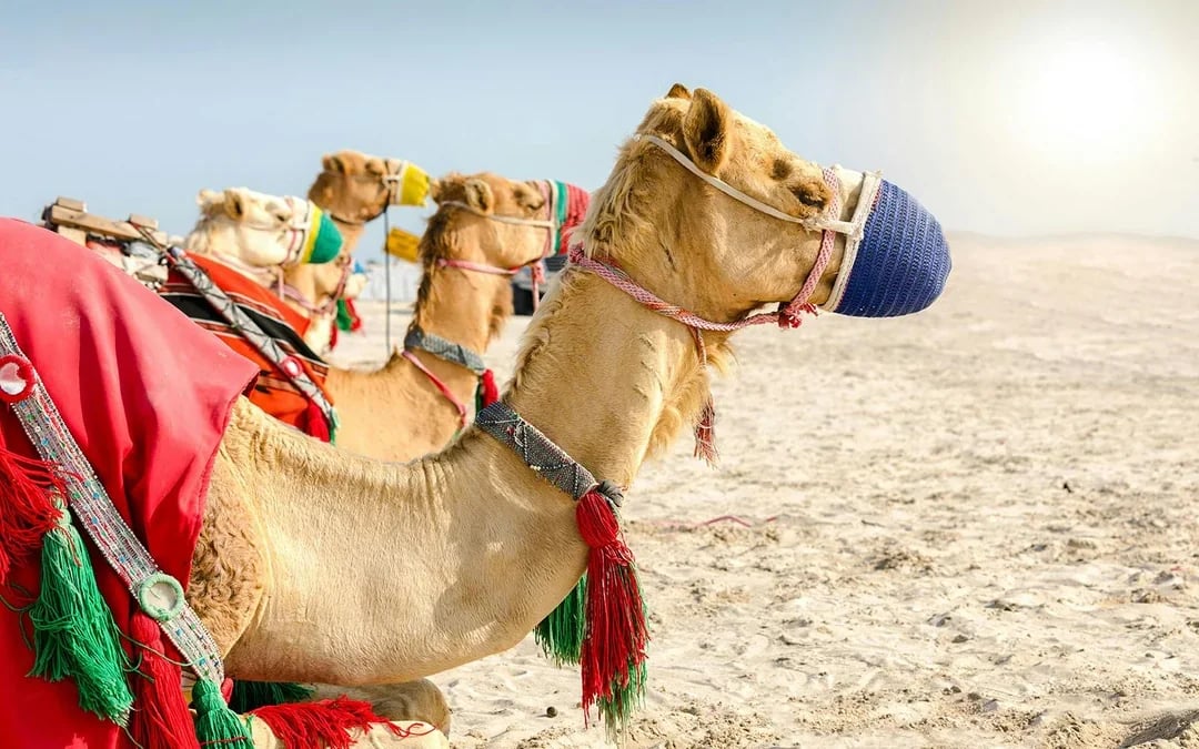 Doha Desert Safari with Camel Ride: Dune Bashing, Sandboarding & Inland Sea Visit Image 8