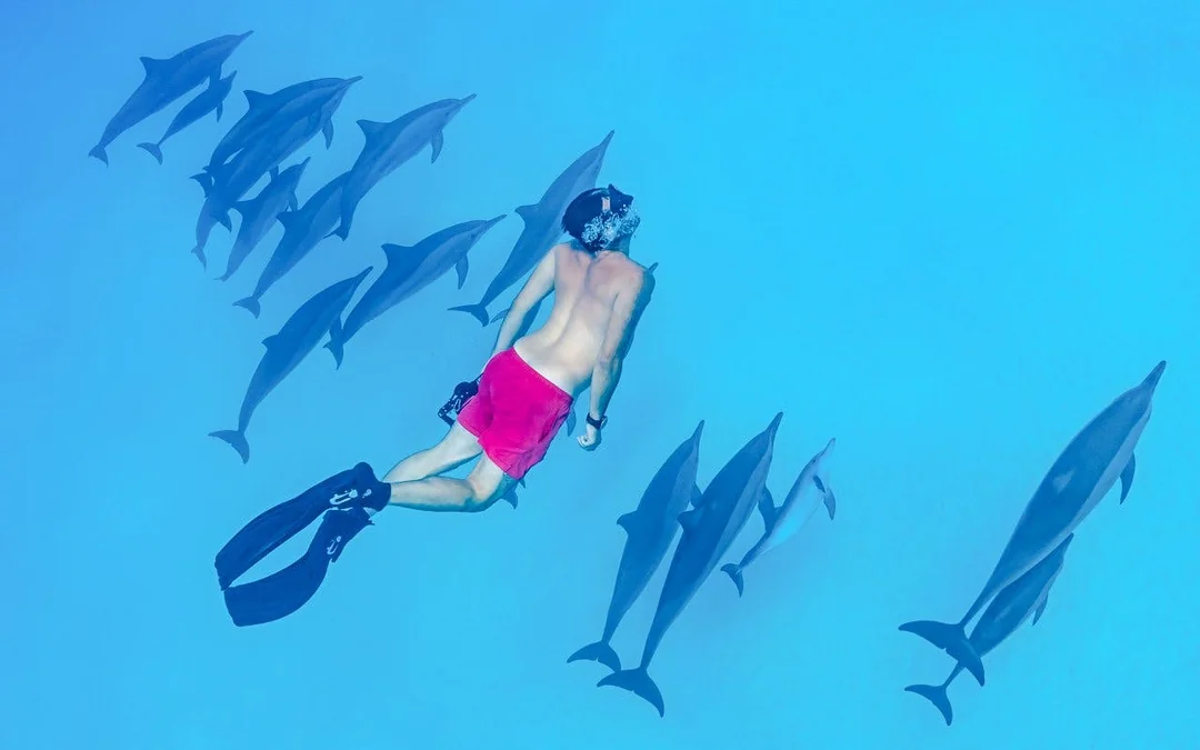 Dolphin House: Dolphin Watching Boat Tour with Snorkeling, Lunch & Optional Transfers Image 2