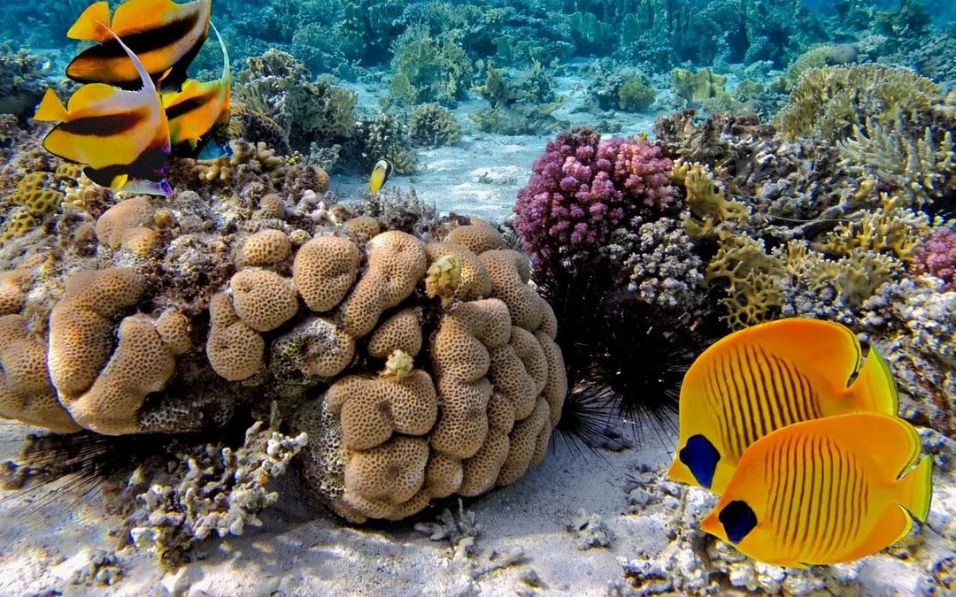 Dolphin House: Dolphin Watching Boat Tour with Snorkeling, Lunch & Optional Transfers Image 11