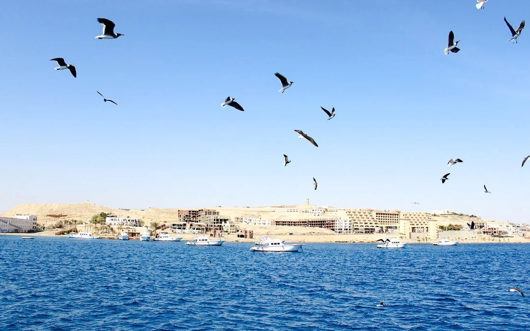 Dolphin House: Dolphin Watching Boat Tour with Snorkeling, Lunch & Optional Transfers Image 12