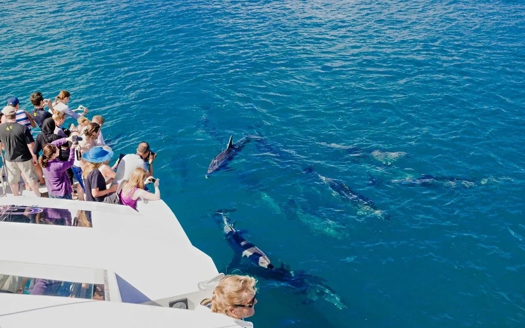 Dolphin House: Dolphin Watching Boat Tour with Snorkeling, Lunch & Optional Transfers Image 3