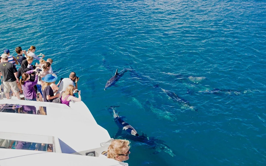 Dolphin House: Dolphin Watching Boat Tour with Snorkeling, Lunch & Optional Transfers Image 3