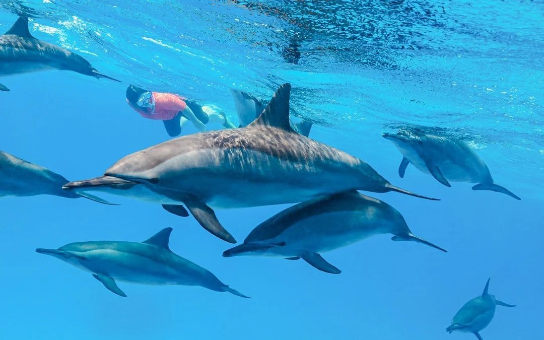 Dolphin House: Dolphin Watching Boat Tour with Snorkeling, Lunch & Optional Transfers Image 5