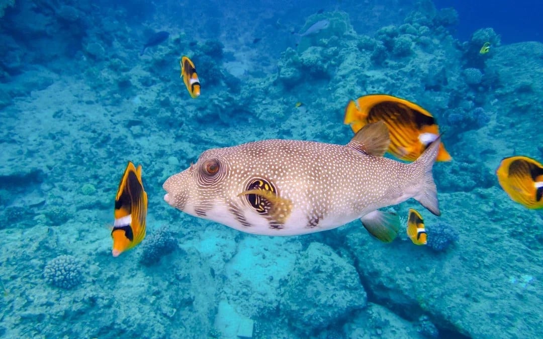 Dolphin House: Dolphin Watching Boat Tour with Snorkeling, Lunch & Optional Transfers Image 9