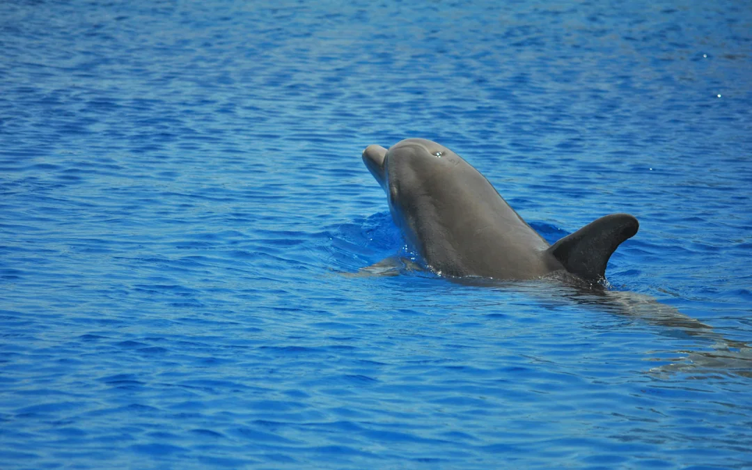 Dolphin House: VIP Cruise with Snorkeling, Buffet, Massage & Transfers Image 5