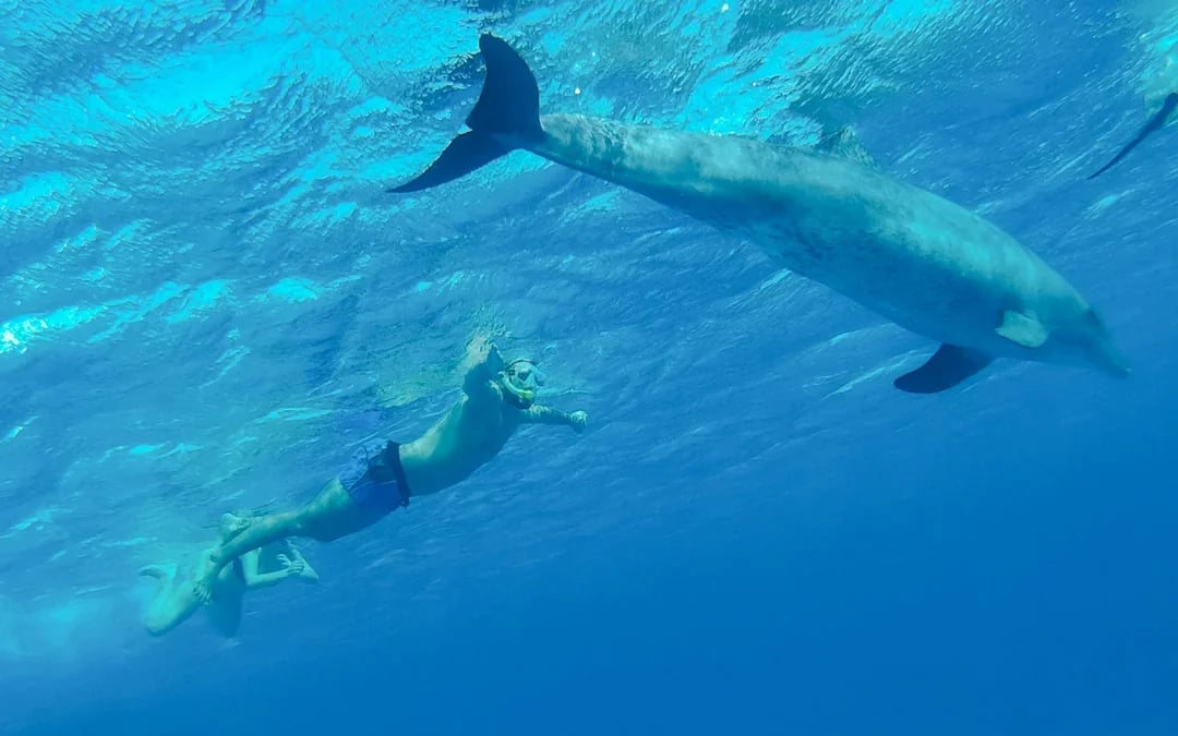 Dolphin House: VIP Cruise with Snorkeling, Buffet, Massage & Transfers Image 8