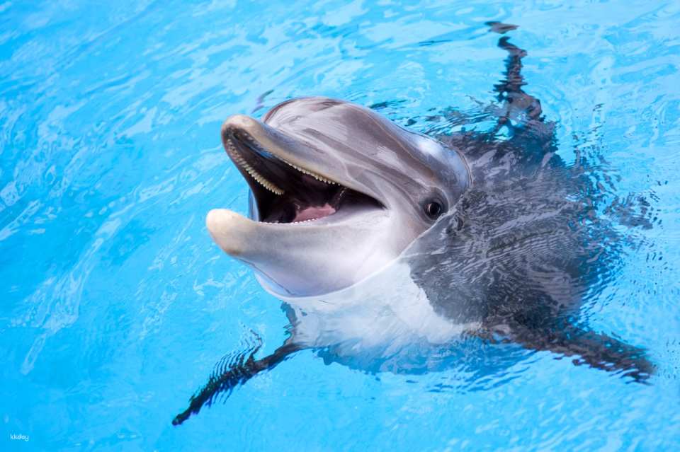Dolphin Moments at Resorts World Sentosa: Meet Indo-Pacific Bottlenose Dolphins | Singapore