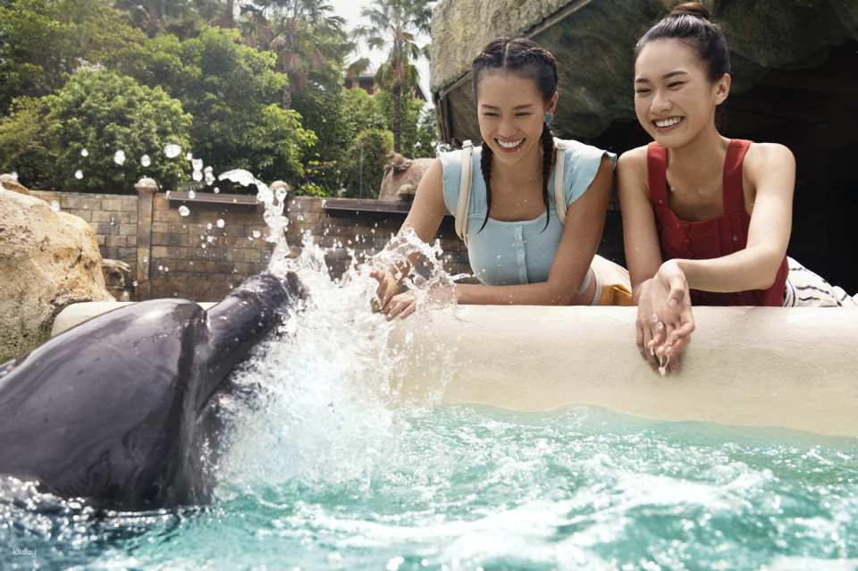Dolphin Moments at Resorts World Sentosa: Meet Indo-Pacific Bottlenose Dolphins | Singapore