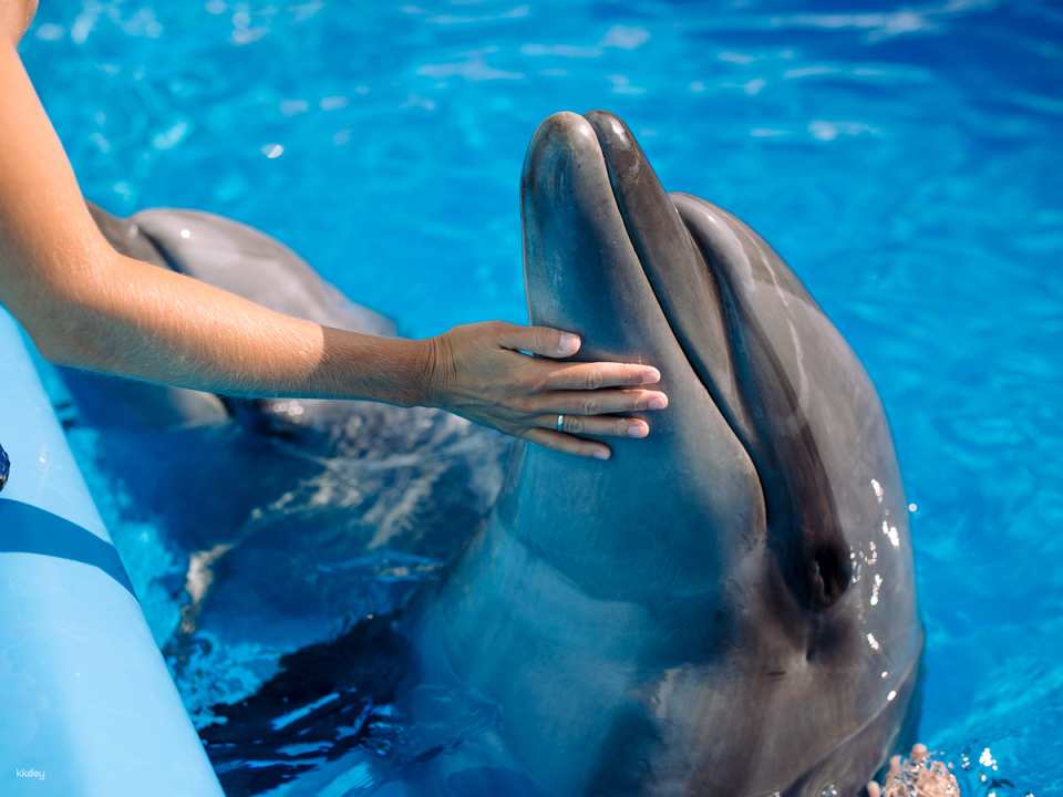 Dolphin Moments at Resorts World Sentosa: Meet Indo-Pacific Bottlenose Dolphins | Singapore