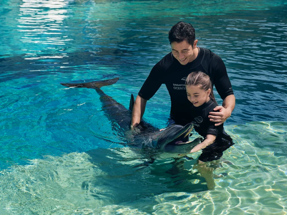 Dolphin Moments at Resorts World Sentosa: Meet Indo-Pacific Bottlenose Dolphins | Singapore