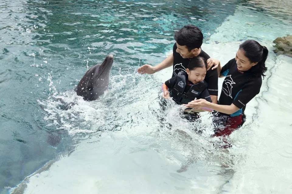 Dolphin Moments at Resorts World Sentosa: Meet Indo-Pacific Bottlenose Dolphins | Singapore