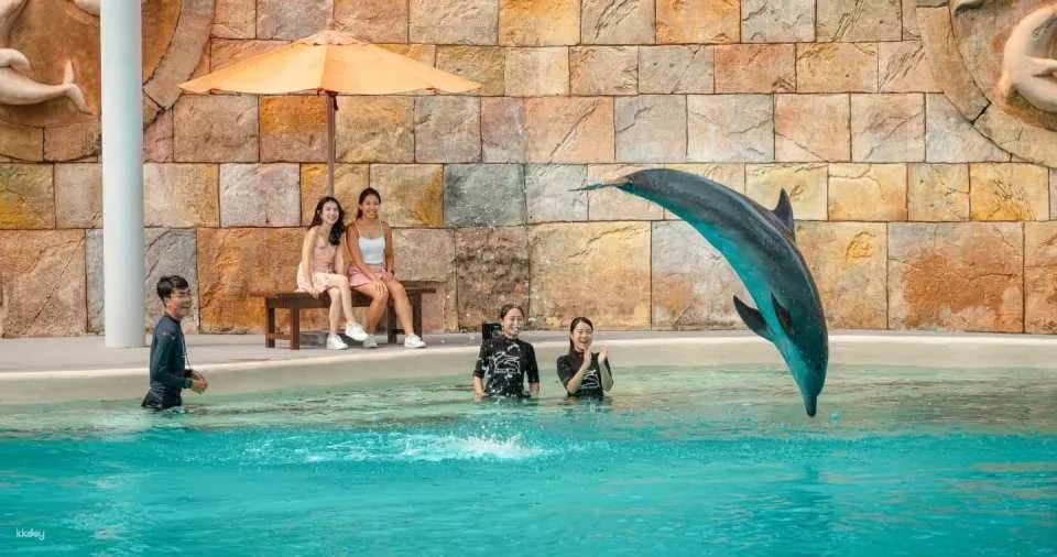 Dolphin Moments at Resorts World Sentosa: Meet Indo-Pacific Bottlenose Dolphins | Singapore