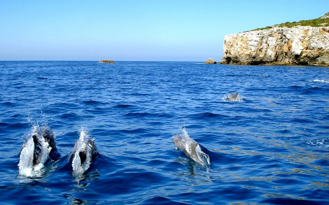 Dolphin Watch - Guided Tour Image 1