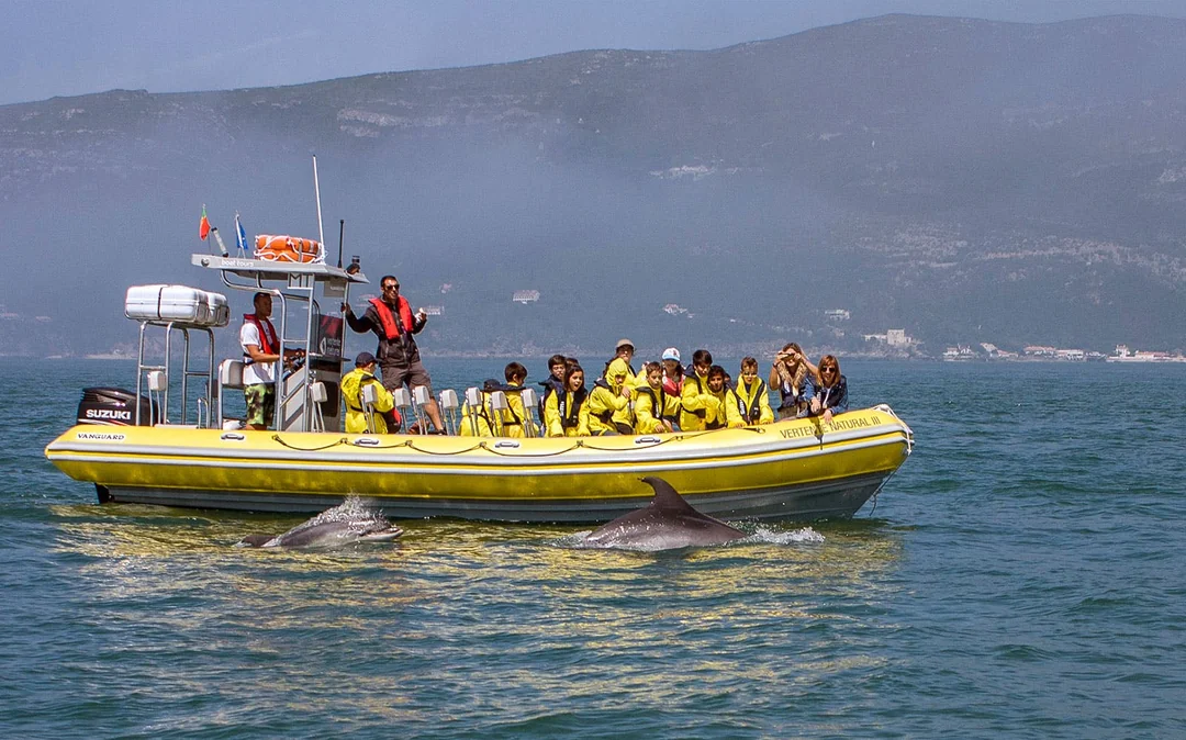Dolphin Watch - Guided Tour Image 2