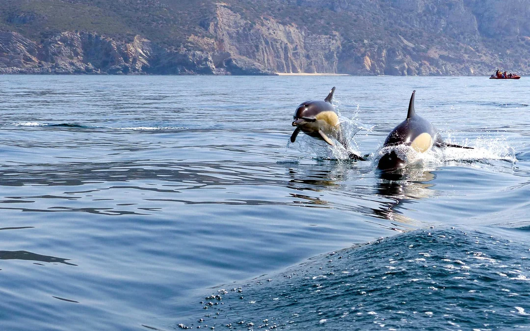 Dolphin Watch - Guided Tour Image 3