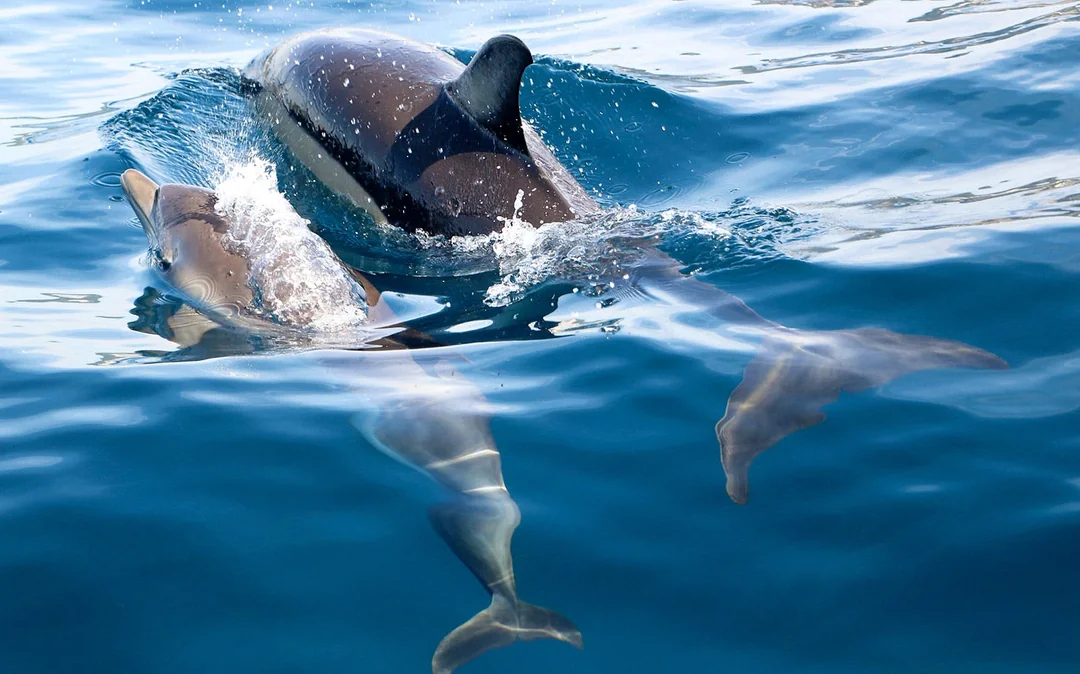 Dolphin Watch - Guided Tour Image 4