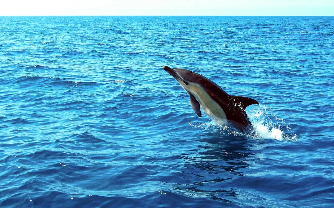 Dolphin Watch - Guided Tour Image 5