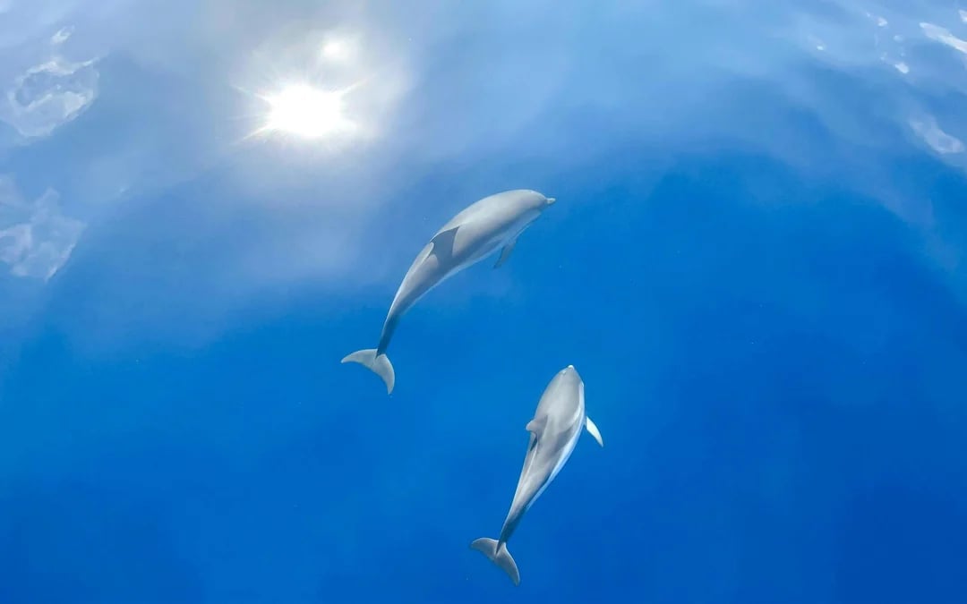 Dolphin-Watching Cruise in the Pelagos Sanctuary Image 1