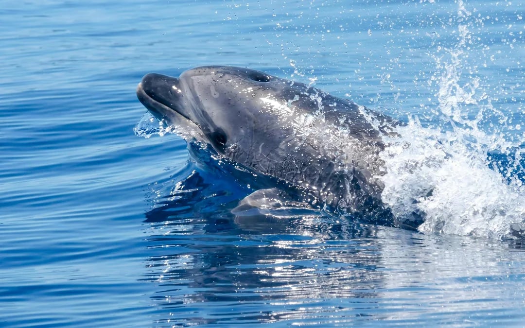 Dolphin-Watching Cruise in the Pelagos Sanctuary Image 5