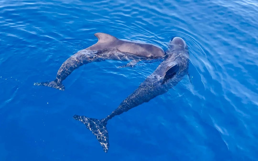 Dolphin-Watching Cruise in the Pelagos Sanctuary Image 6