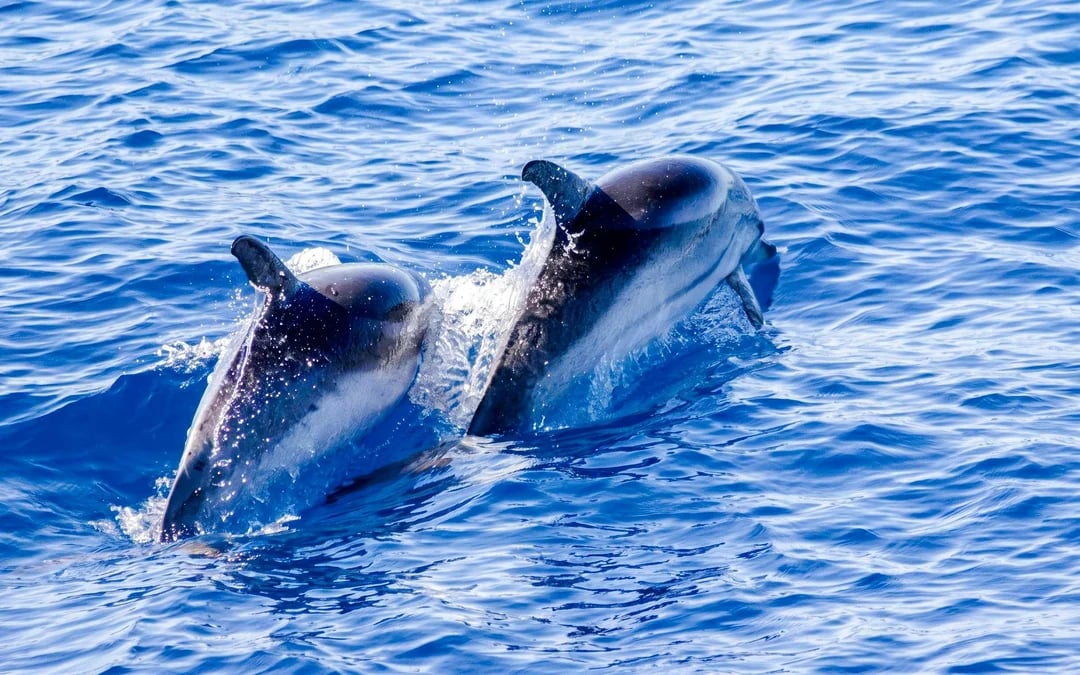 Dolphin-Watching Cruise in the Pelagos Sanctuary Image 7