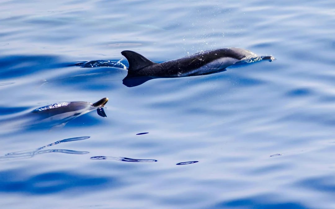 Dolphin-Watching Cruise in the Pelagos Sanctuary Image 8