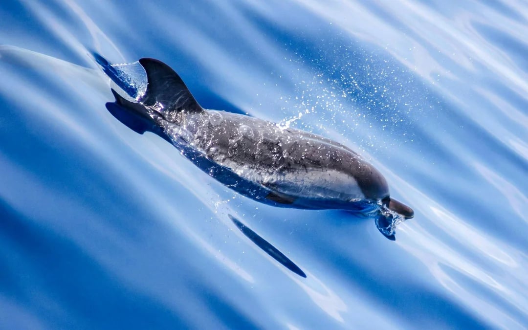 Dolphin-Watching Cruise in the Pelagos Sanctuary Image 9