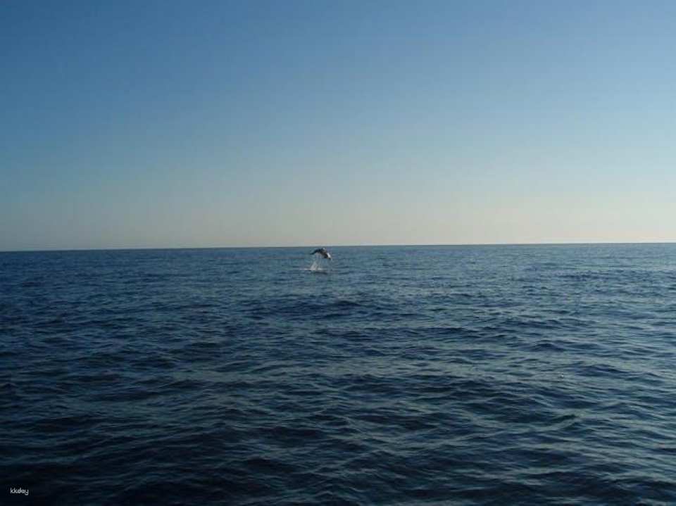 Dolphin watching cruise with transfer by Mayurca Yachting