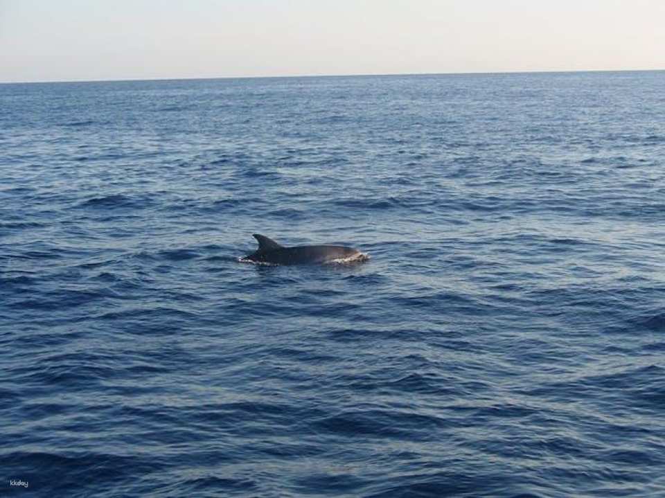 Dolphin watching cruise with transfer by Mayurca Yachting